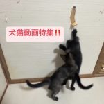 犬猫動画特集‼️