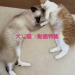 動物たちの何げない日常をご覧ください