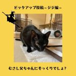 黒猫ジジ