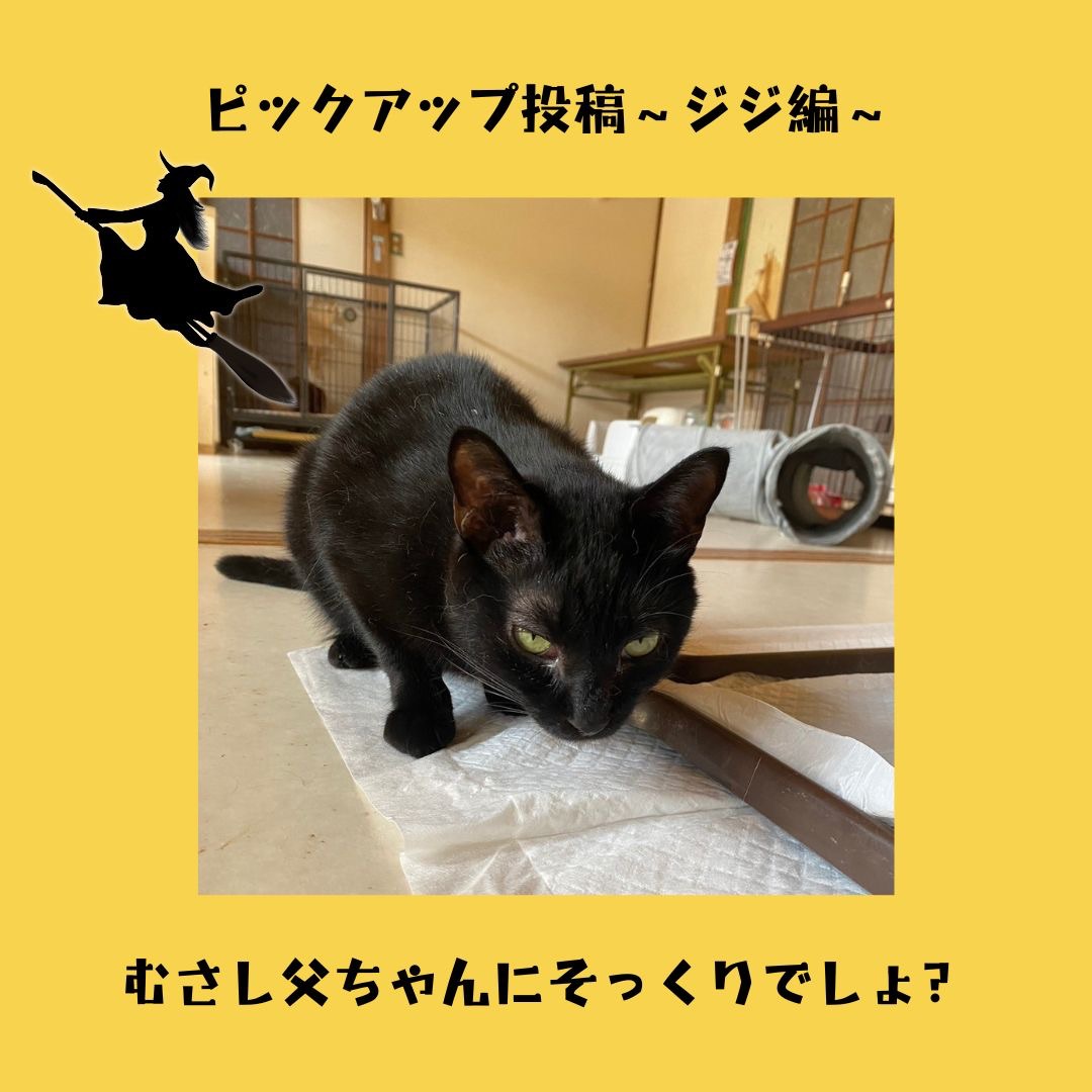 黒猫ジジ │ 一般社団法人あにまるシェルターひだまり