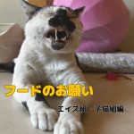 エイズ組・子猫組のフードご寄付のお願い