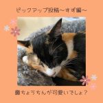 三毛猫すず