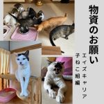 物資のお願い 子猫組・エイズキャリア組編