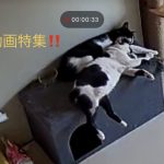 犬猫動画特集‼️