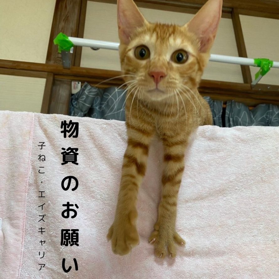 子猫・エイズ組のフードご寄付のお願い