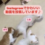 インスタグラムでかわいい動画を投稿しています♪