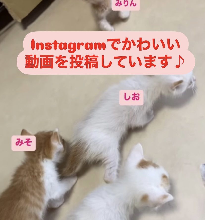 インスタグラムでかわいい動画を投稿しています♪