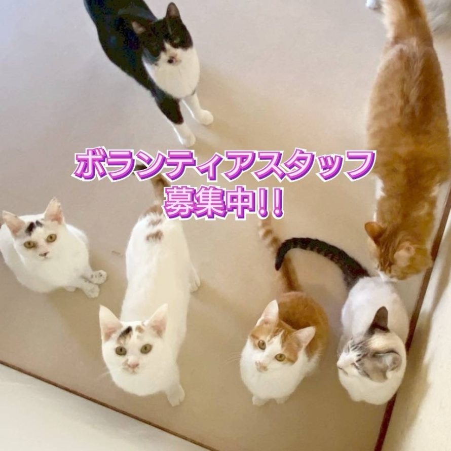 ボランティアさん募集‼️