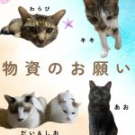 キャットタワーがボロボロに😣