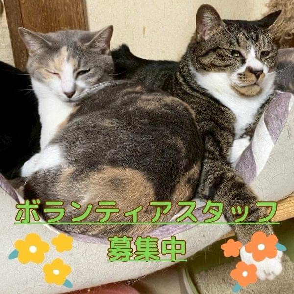 ボランティアスタッフ募集❣️