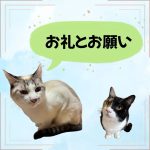 お礼とお願い
