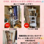 キャットタワーあと３台必要です