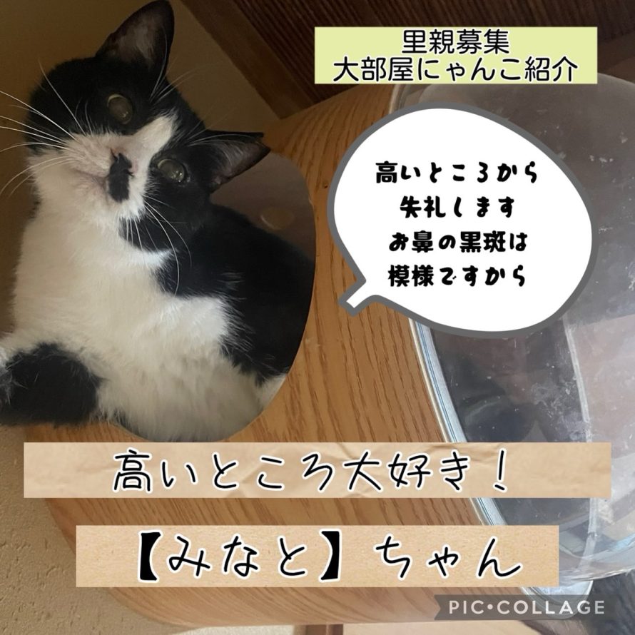 里親募集♪【みなと】