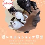 預かりボランティア募集のお知らせ