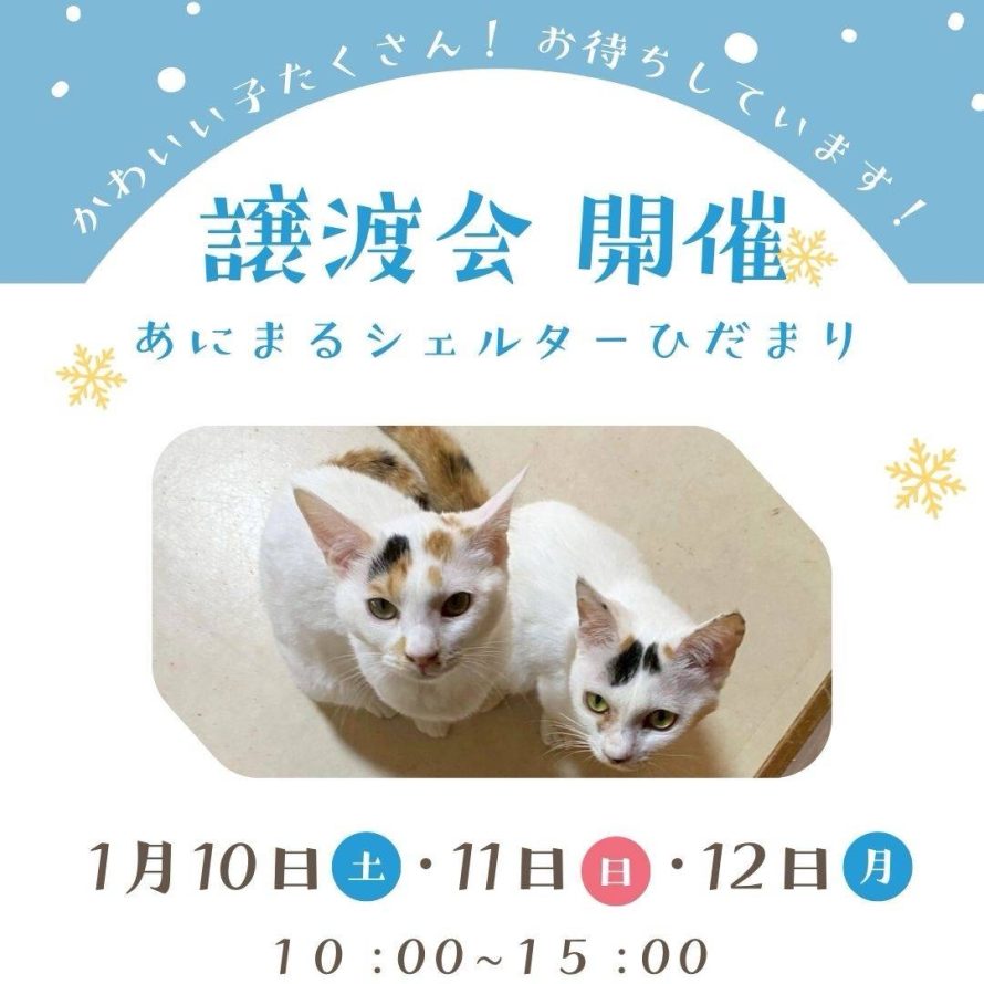 譲渡会のお知らせ