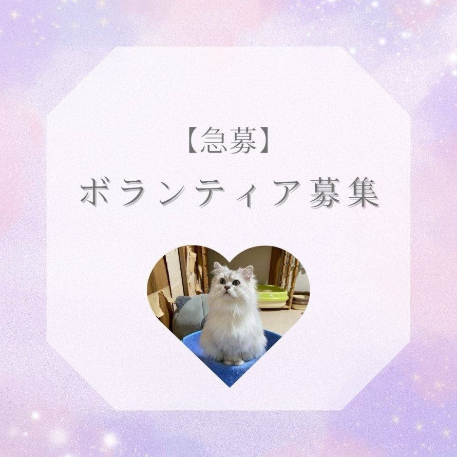 ボランティア募集