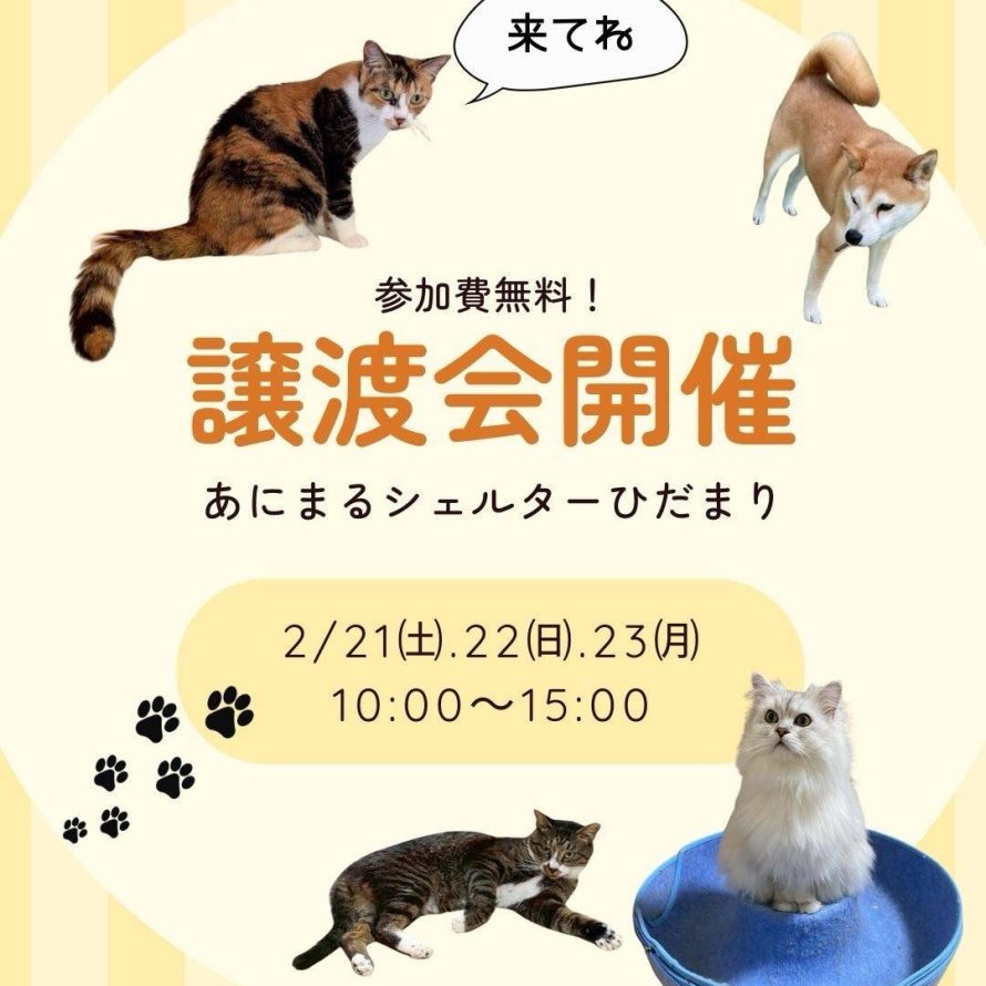 譲渡会のお知らせ